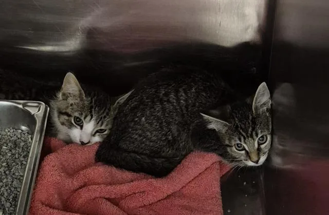 A baby small-sized female Domestic Short Hair cat named Bobette for adoption in Decatur, IL