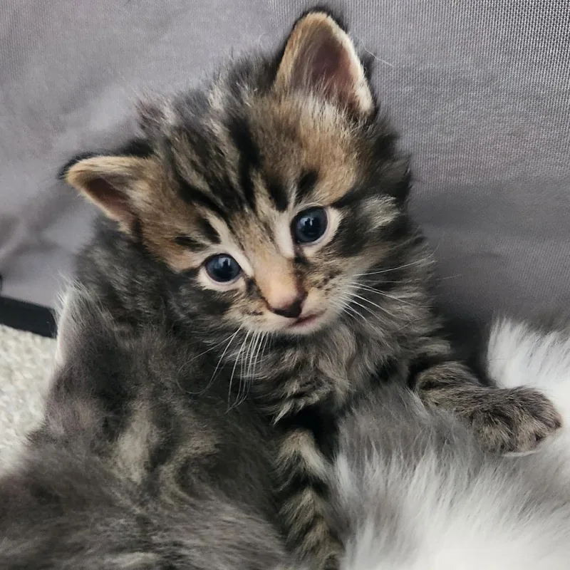 A baby small-sized male Domestic Short Hair cat named Tigerlily In Nokesville  for adoption in Alexandria, VA
