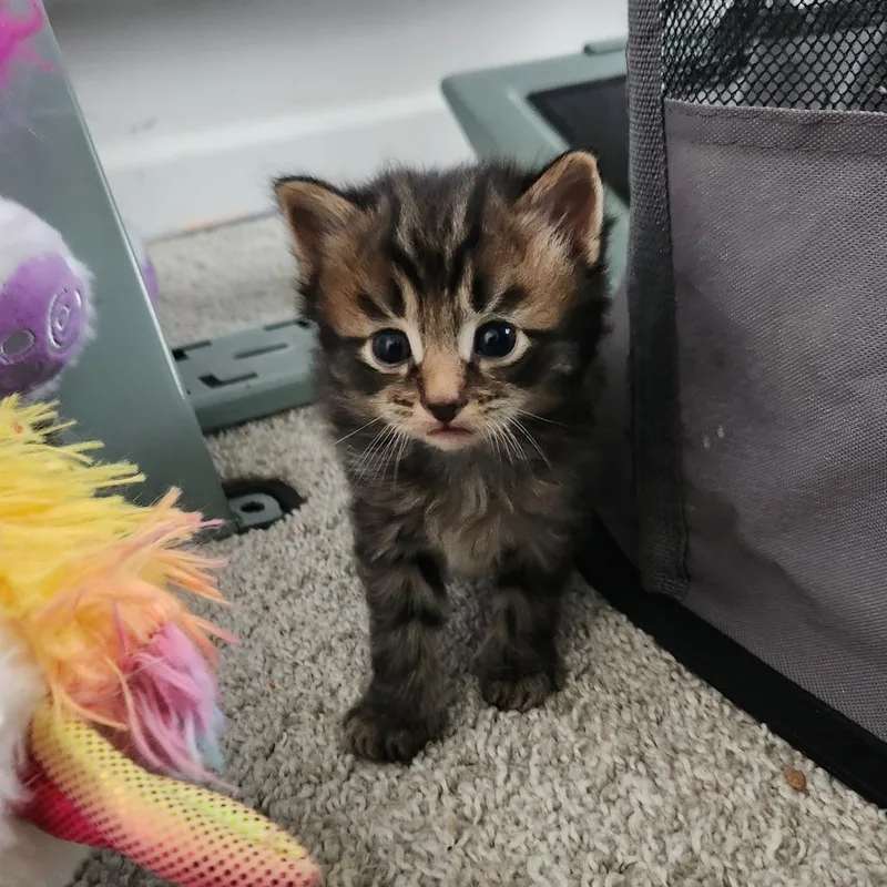 Tigerlily In Nokesville  thumbnail 2