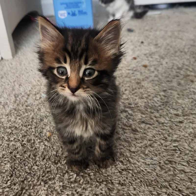 Tigerlily In Nokesville  thumbnail 3