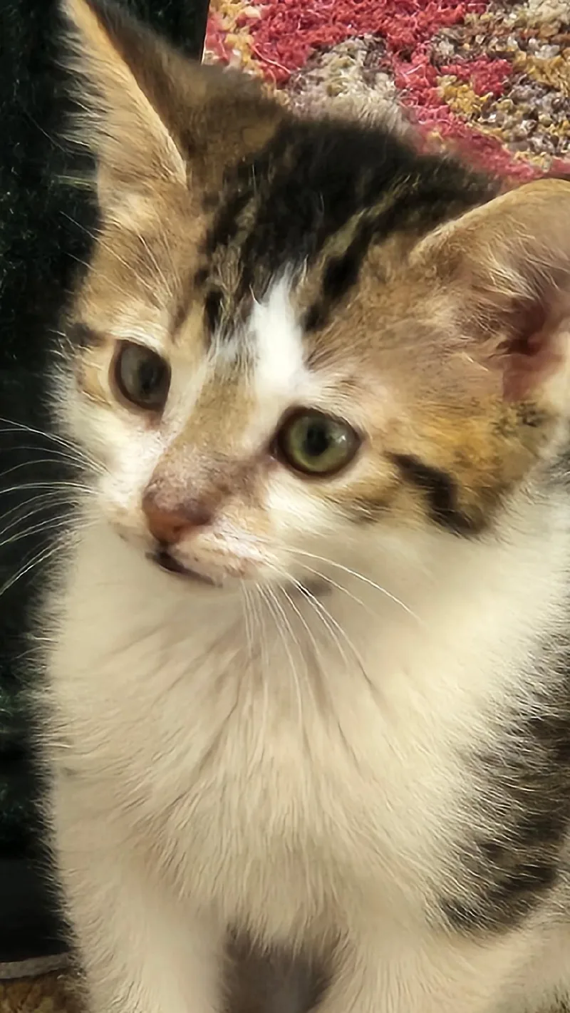 A baby medium-sized male Tabby (Brown / Chocolate) Tabby cat named Jamie for adoption in Wayne, NJ