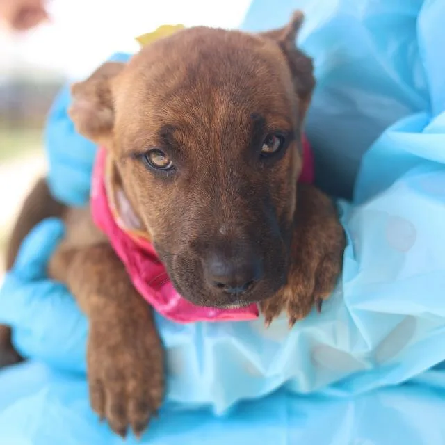 A baby small-sized female Plott Hound dog named Nellie for adoption in San Antonio, TX
