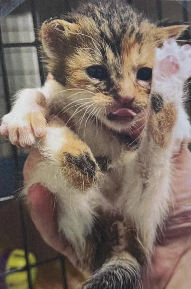 A baby small-sized female Domestic Short Hair cat named Starfruit for adoption in Fort Madison, IA