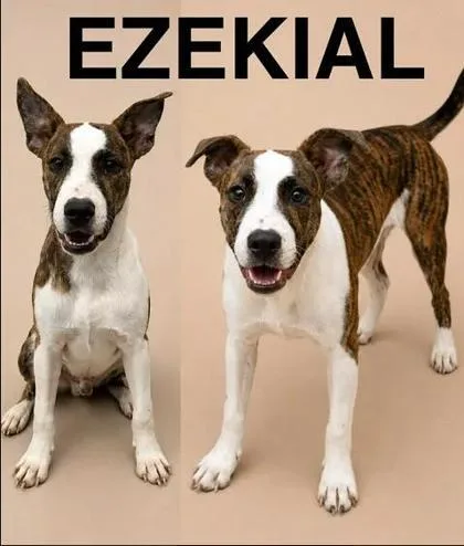 A baby medium-sized male Pit Bull Terrier dog named Ezekiel for adoption in Seagoville, TX