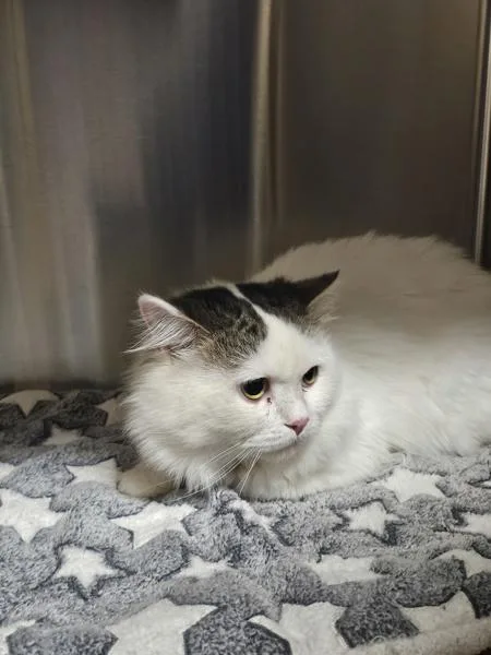 An adult medium-sized male Persian cat named Muffin for adoption in Kennewick, WA
