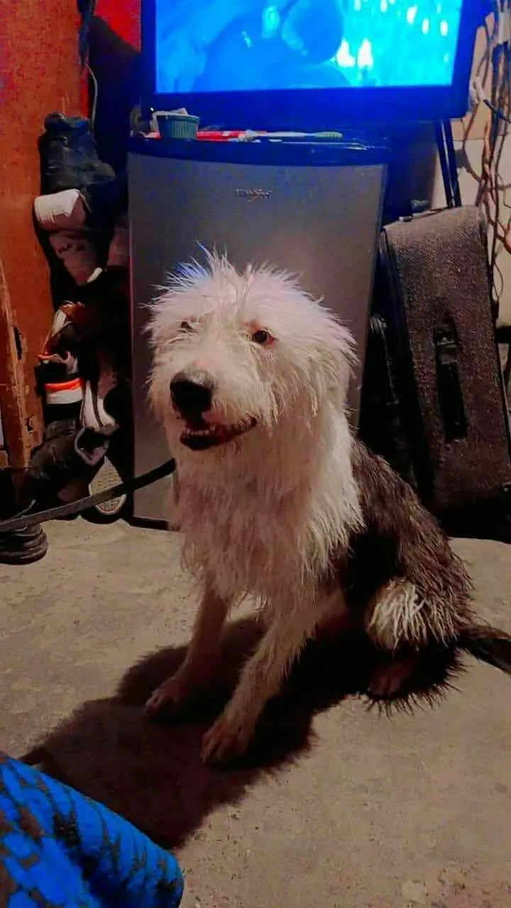 An adult medium-sized male Gray / Blue / Silver Old English Sheepdog dog named Ozzy for adoption in Lisbon, OH