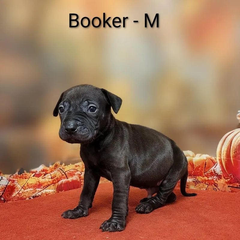 Booker
