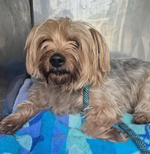 An adult small-sized male Yorkshire Terrier dog named Pen for adoption in Lawrenceville, GA
