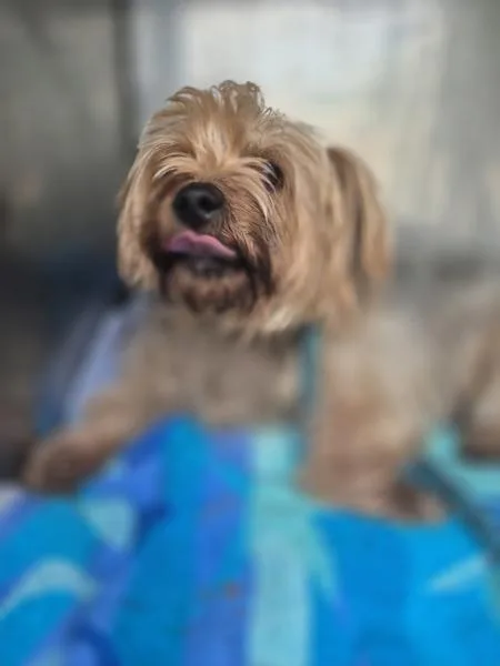 Pen  Bentley thumbnail 2