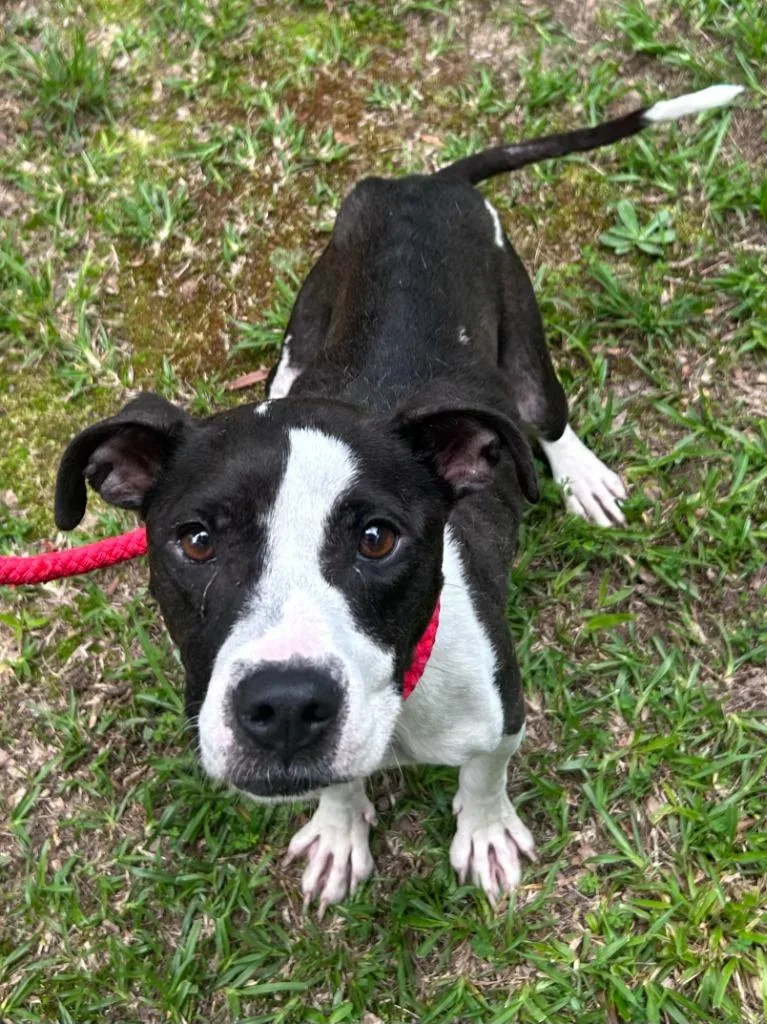 An adult medium-sized female Pit Bull Terrier dog named Eliza for adoption in Madison, GA
