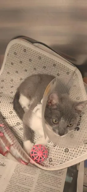 A young small-sized female Domestic Short Hair cat named Calypso for adoption in North Miami Beach, FL