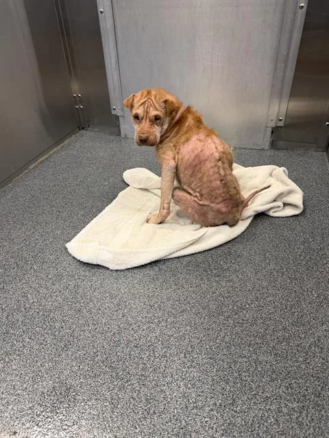 An adult small-sized female Mixed Breed dog named Rice for adoption in Dallas, TX