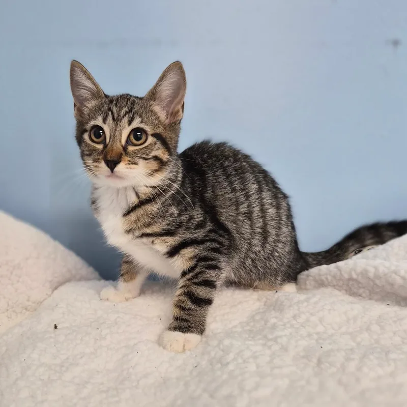 A baby small-sized female Gray / Blue / Silver Domestic Short Hair cat named Bagel for adoption in Wahiawa, HI