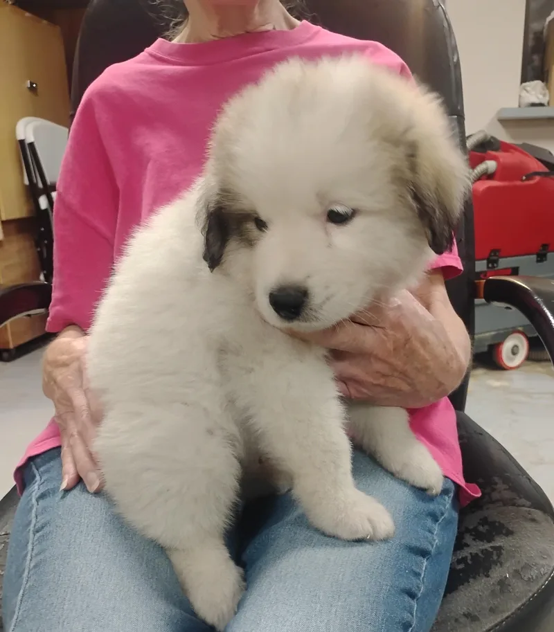 A baby large-sized female Great Pyrenees dog named Cottoncandy for adoption in Sulphur, OK