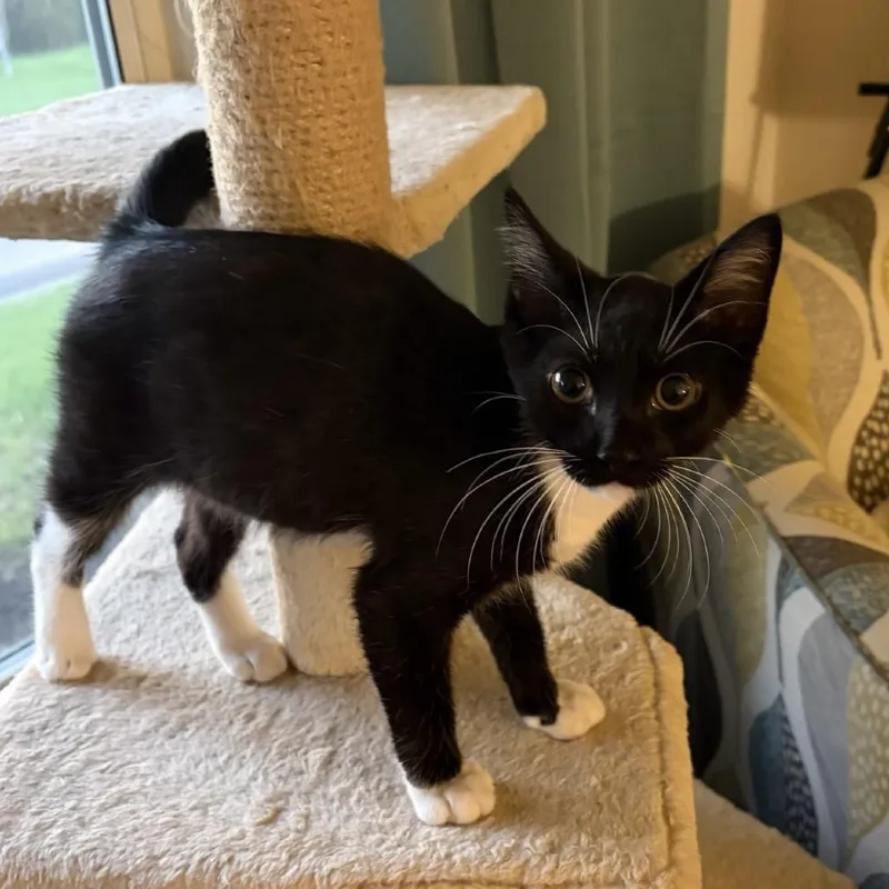 A baby small-sized male Black Domestic Short Hair cat named Toma for adoption in Williston, FL