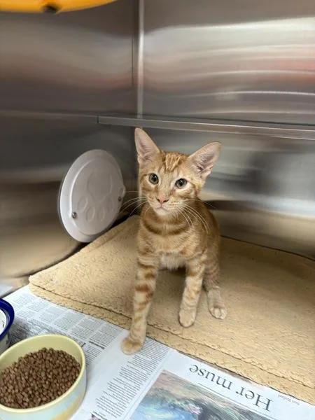 A young small-sized male Domestic Short Hair cat named Potter for adoption in Novato, CA