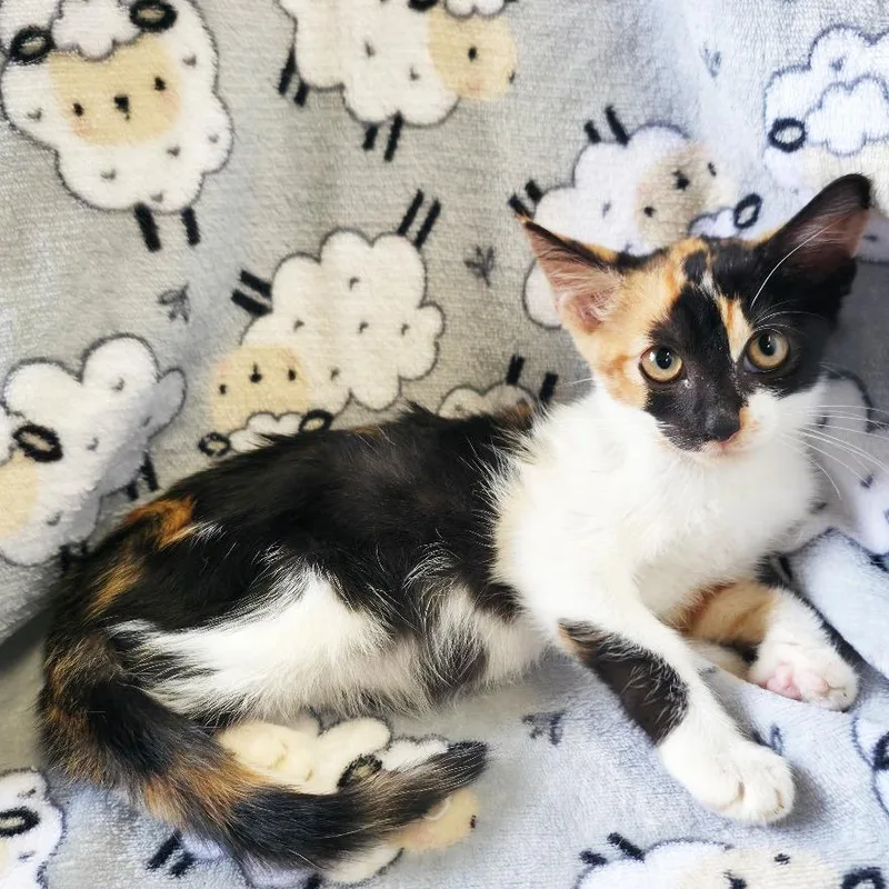 A baby small-sized female Calico Domestic Short Hair cat named Quinoa for adoption in Mount Juliet, TN
