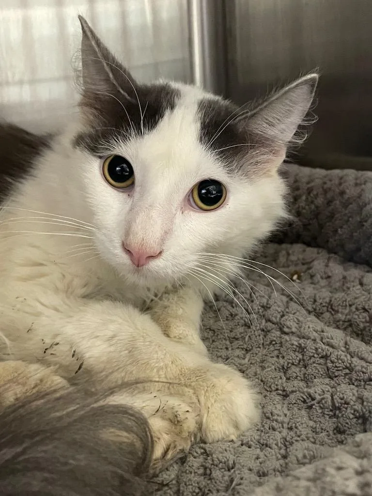 A baby medium-sized male Domestic Long Hair cat named Lucky for adoption in Chico, CA