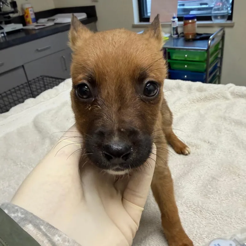 A baby small-sized female Black Mixed Breed dog named Lil'bit for adoption in Red House, WV