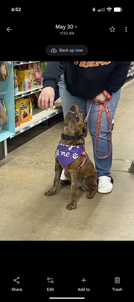 A young medium-sized female Brindle American Bulldog dog named Laney for adoption in Thompson, PA