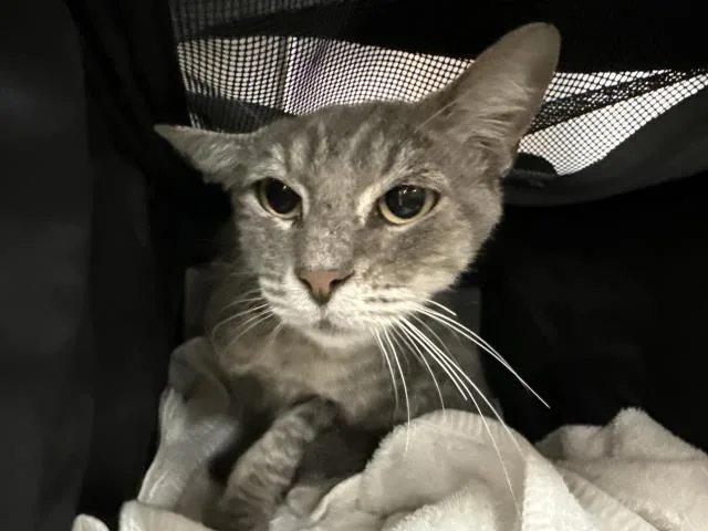 A young small-sized female Domestic Short Hair cat named Luna for adoption in Thousand Palms, CA