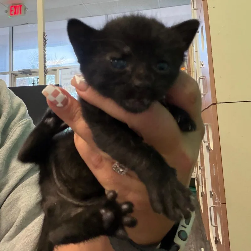 A baby small-sized female Black Domestic Short Hair cat named Hexa for adoption in Lake Jackson, TX