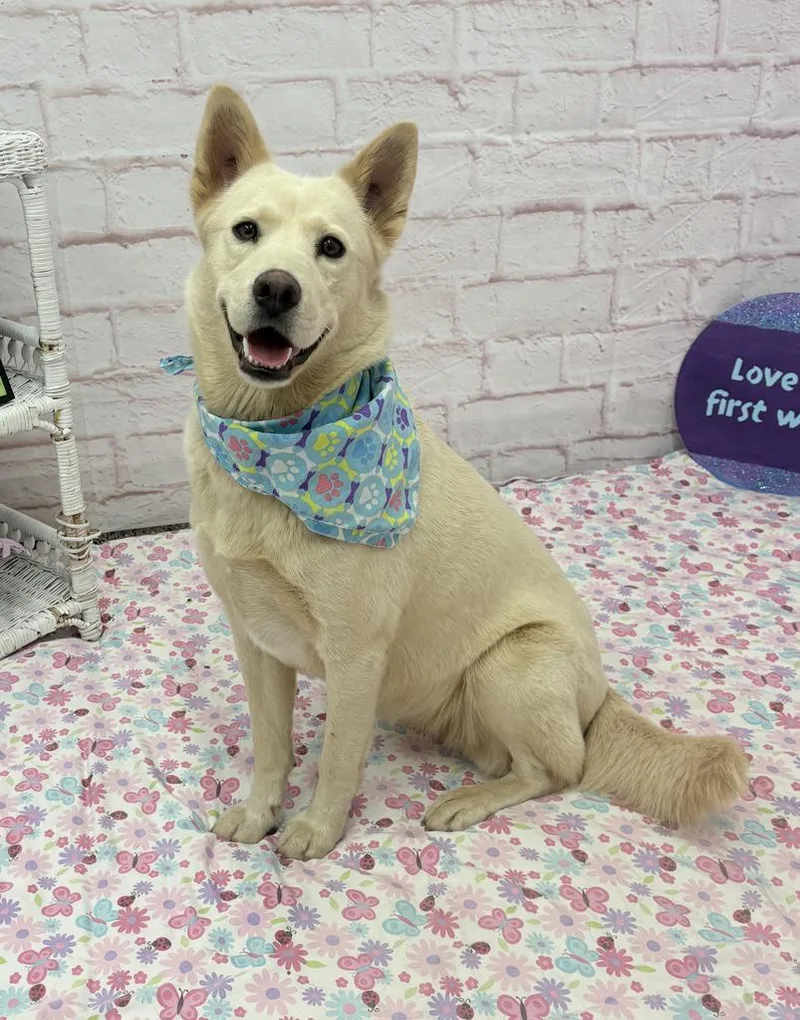A young medium-sized female Mixed Breed dog named Pillowmint for adoption in Detroit, MI