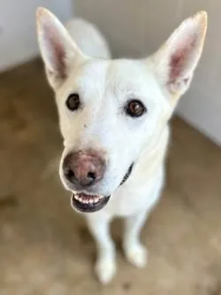 An adult medium-sized male Husky dog named Frost A for adoption in Sherman, TX