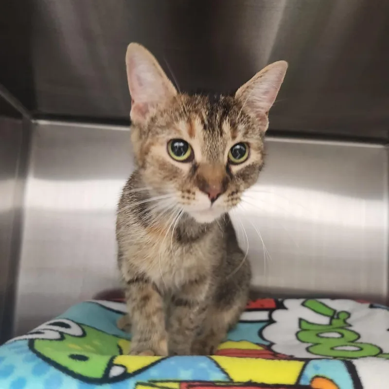 An adult medium-sized female Brown / Chocolate Domestic Short Hair cat named Bella for adoption in Fort Wayne, IN