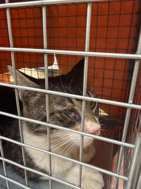 A young medium-sized male Domestic Short Hair cat named Mr. Crumpet for adoption in Fremont, CA
