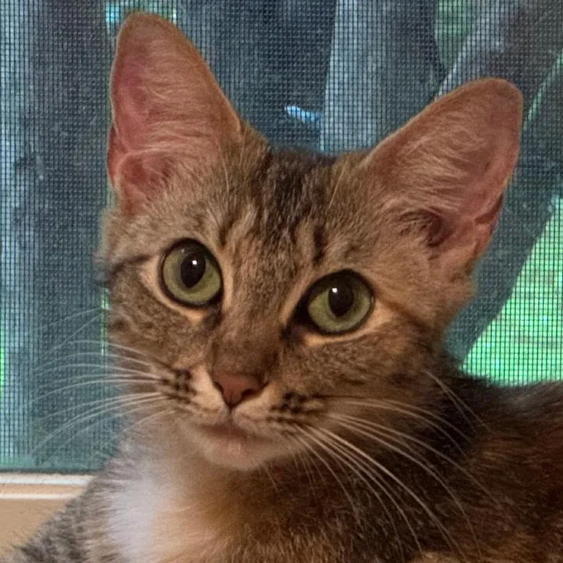 An adult medium-sized female Domestic Short Hair cat named Ginger for adoption in Cumming, GA