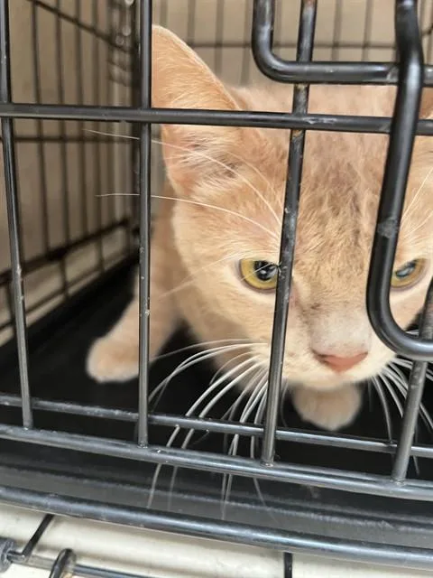 An adult medium-sized male Domestic Short Hair cat named Grizzly for adoption in Louisville, KY