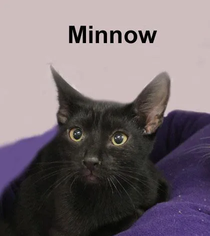 A baby medium-sized female Black Domestic Short Hair cat named Minnow Gil. for adoption in Stowe, PA