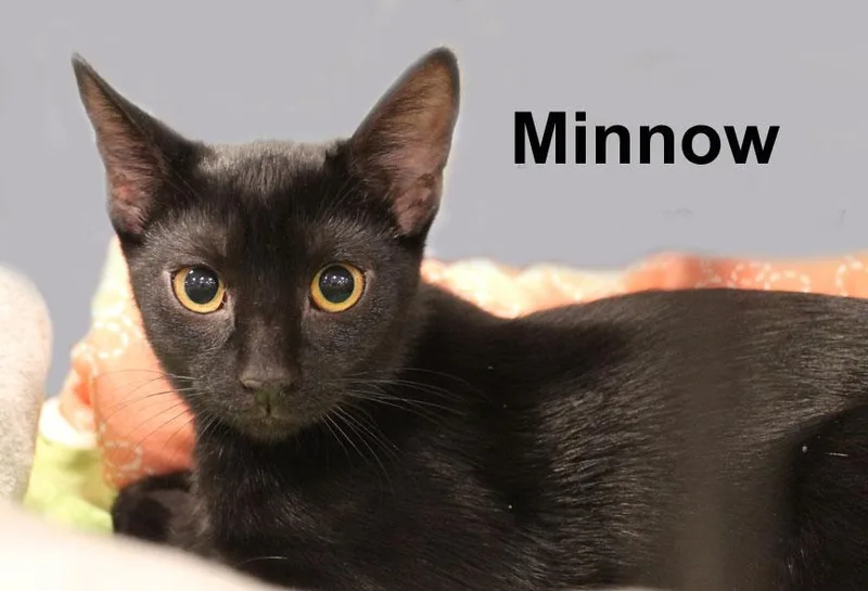 Minnow Gil. thumbnail 2