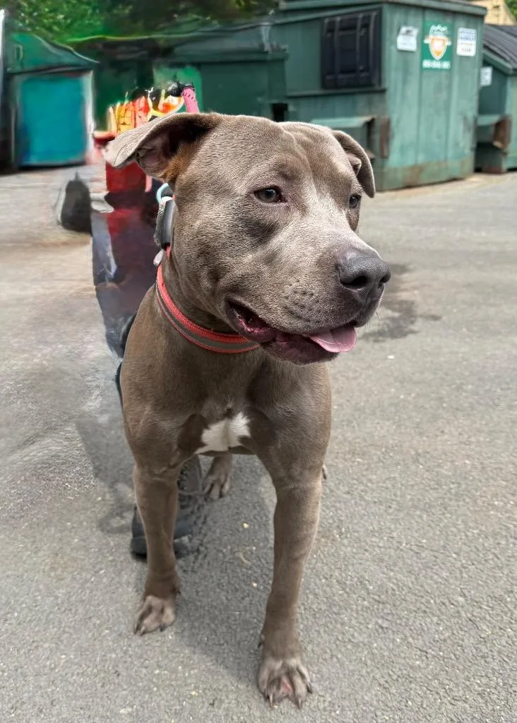 A young large-sized male Terrier dog named Dante for adoption in Pomona, NY