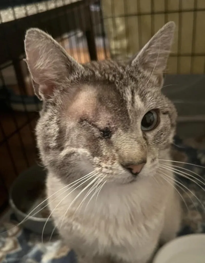 An adult medium-sized male Domestic Short Hair cat named Cat Plissken for adoption in Knoxville, TN