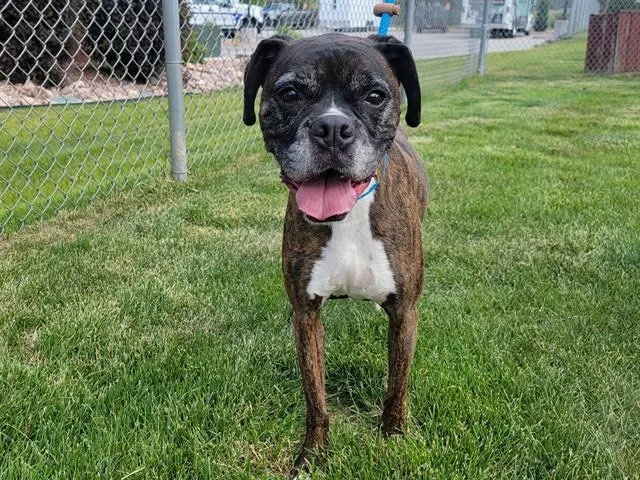 A senior medium-sized male Boxer dog named Mongo for adoption in Colorado Springs, CO