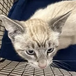 A baby small-sized female Gray & White Siamese cat named Schmidt for adoption in Rapid City, SD