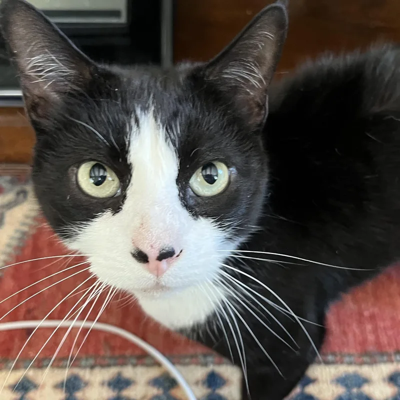 Harry  Sweetheart thumbnail 2