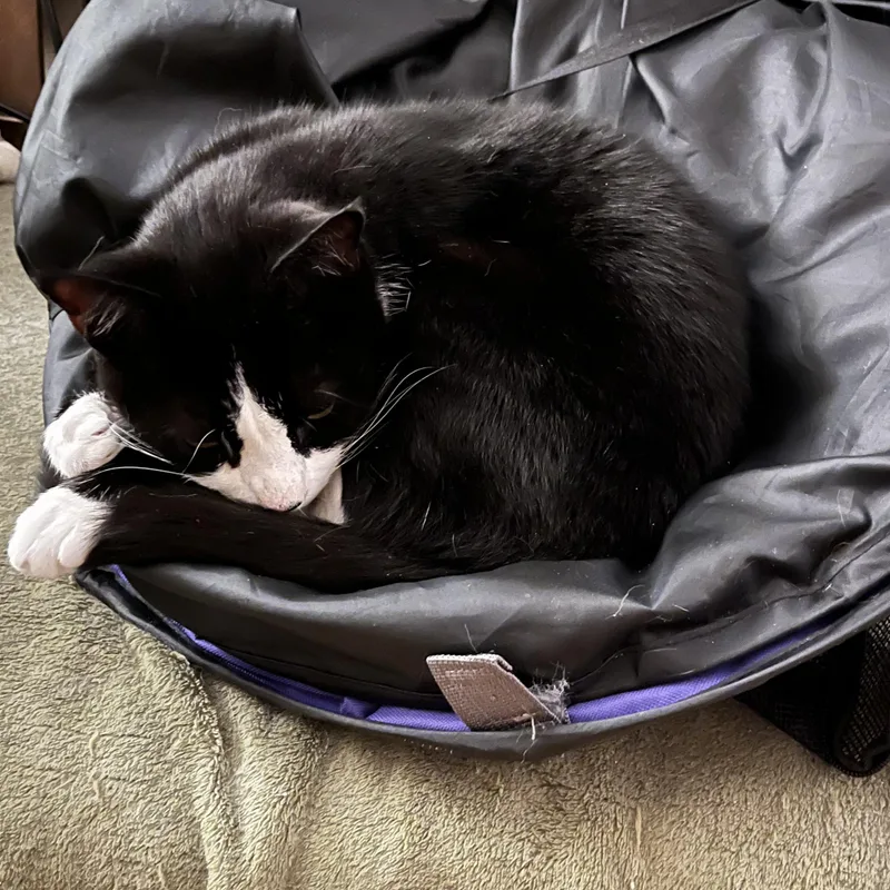 Harry  Sweetheart thumbnail 3