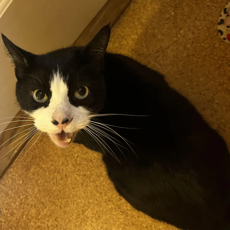 Harry  Sweetheart thumbnail 4