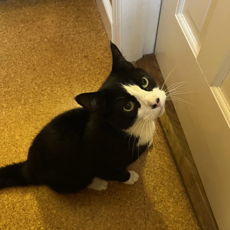 Harry  Sweetheart thumbnail 5