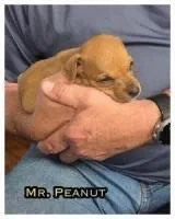 A baby small-sized male Chihuahua dog named Mr. Peanut for adoption in Alpharetta, GA