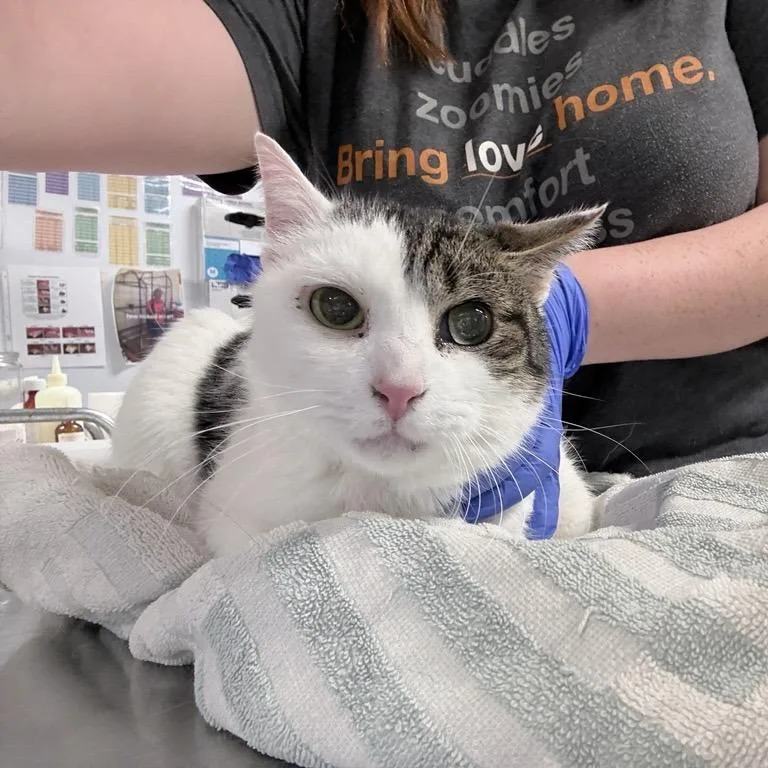 An adult medium-sized male Brown / Chocolate Domestic Short Hair cat named Luke for adoption in New York, NY