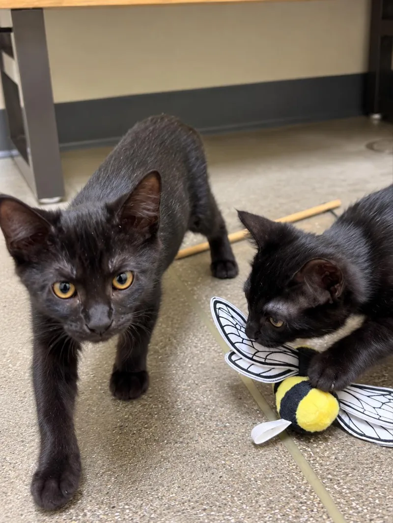 A young medium-sized female Black Domestic Short Hair cat named Kiki for adoption in Los Angeles, CA