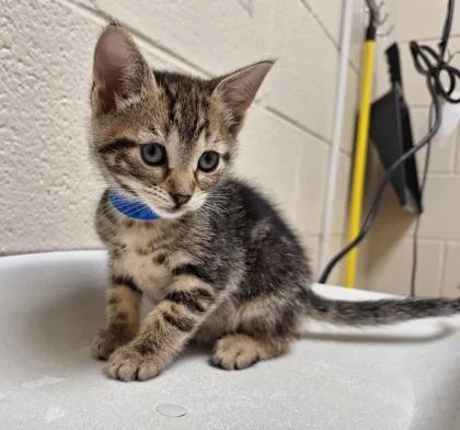 A baby small-sized male Domestic Short Hair cat named Armadillo for adoption in Westland, MI