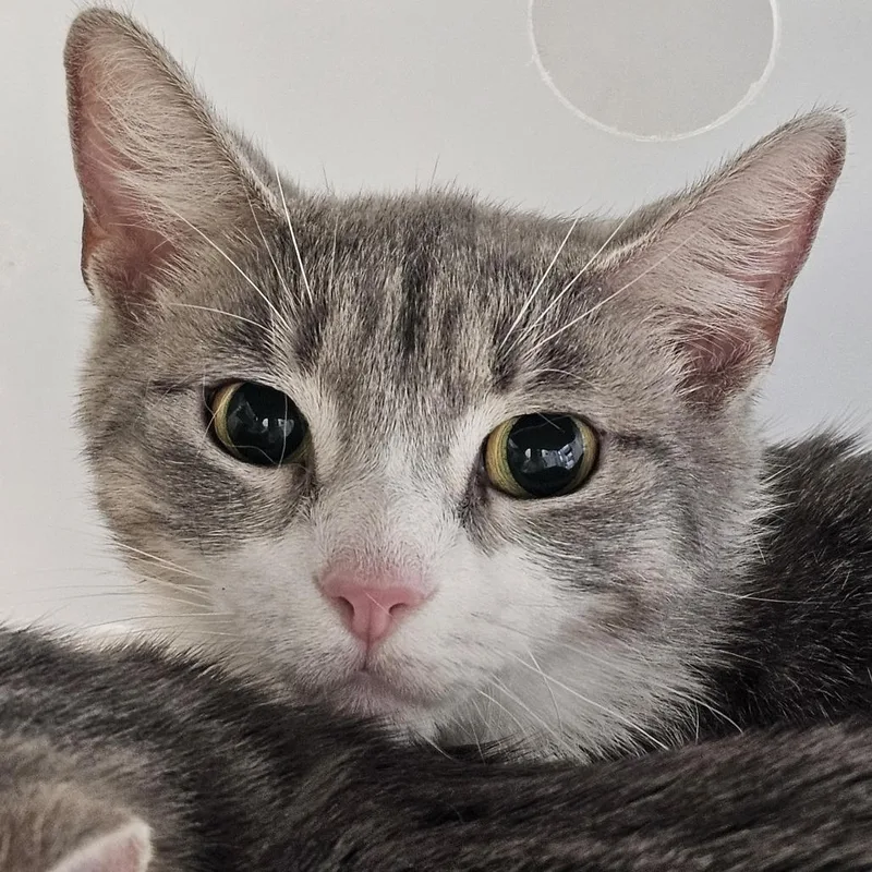 An adult medium-sized female Gray / Blue / Silver Domestic Short Hair cat named Mary for adoption in Evansville, IN