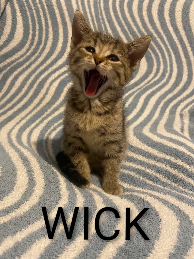 Wick