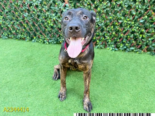 A young large-sized female Mixed Breed dog named Brynn for adoption in West Palm Beach, FL