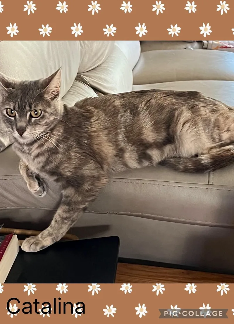 An adult medium-sized female Calico Domestic Short Hair cat named Catalina for adoption in Newberg, OR